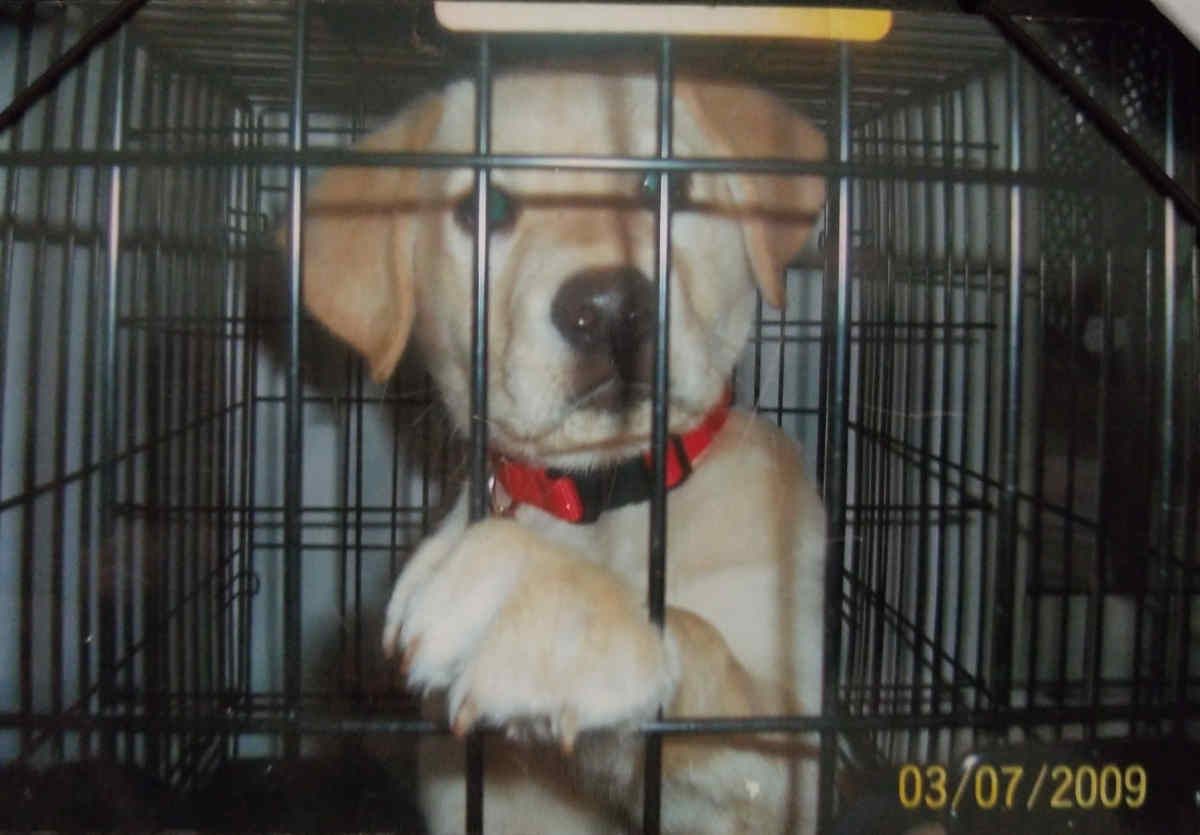 A picture of Lilly as a puppy, inside of a cage with a paw out looking at the camera